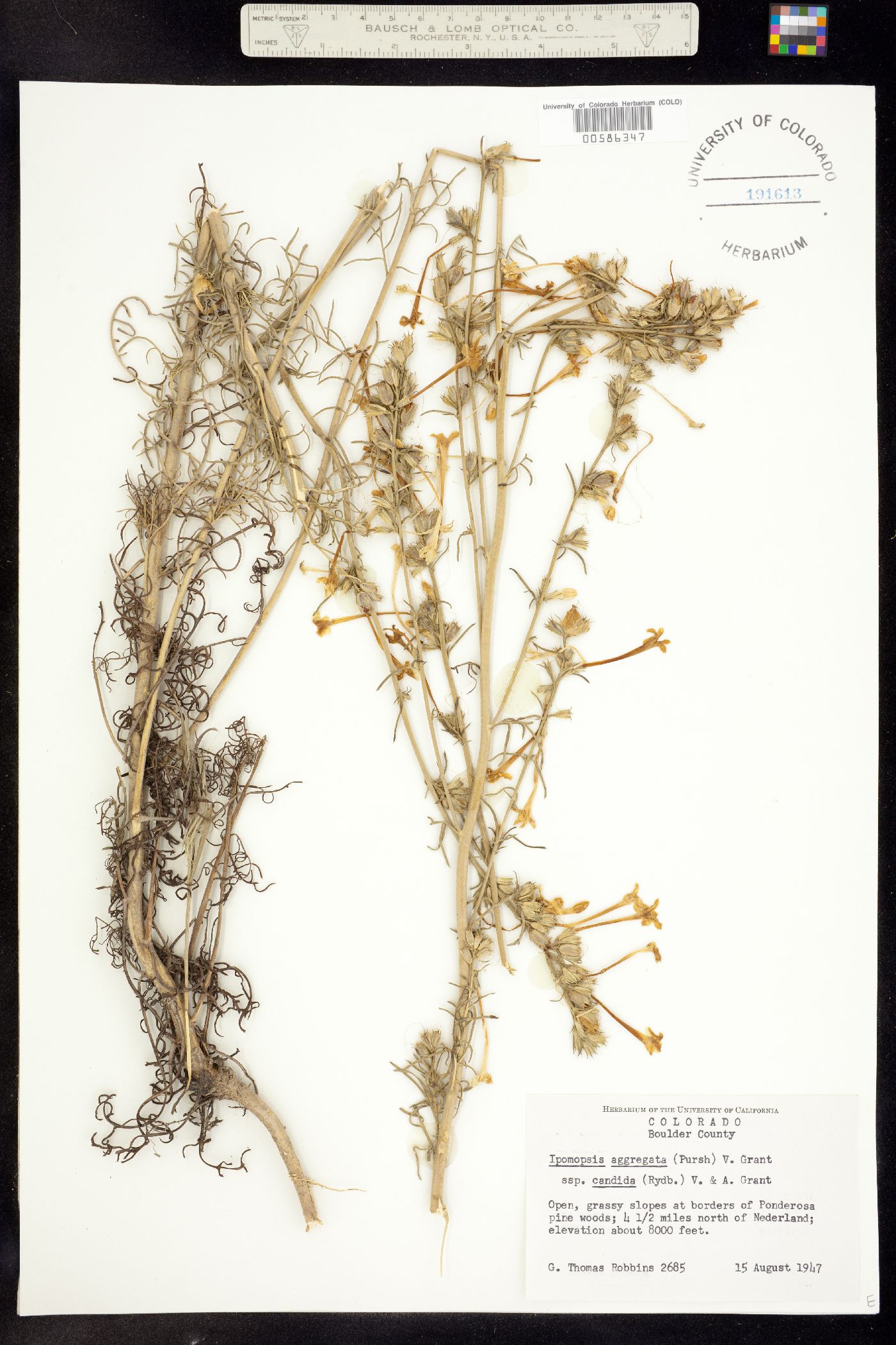 Ipomopsis aggregata ssp. candida image