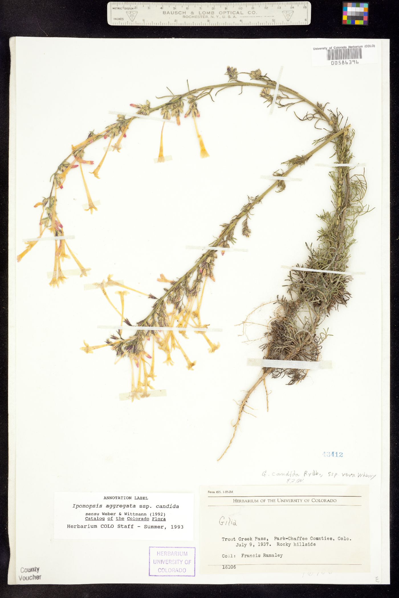 Ipomopsis aggregata ssp. candida image