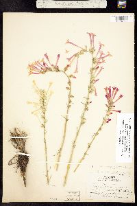 Ipomopsis aggregata ssp. candida image