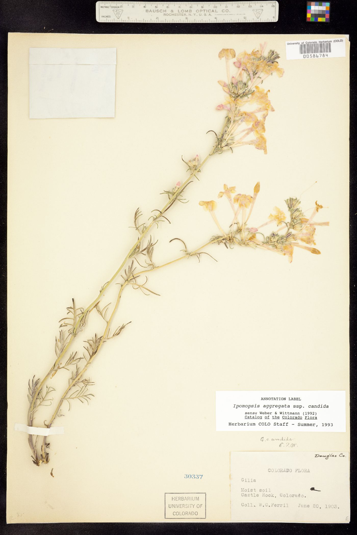 Ipomopsis aggregata ssp. candida image