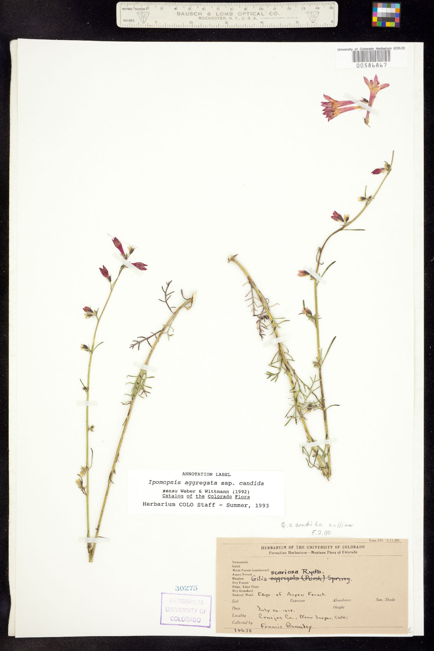 Ipomopsis aggregata ssp. candida image