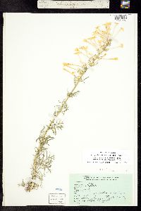 Ipomopsis aggregata subsp. candida image