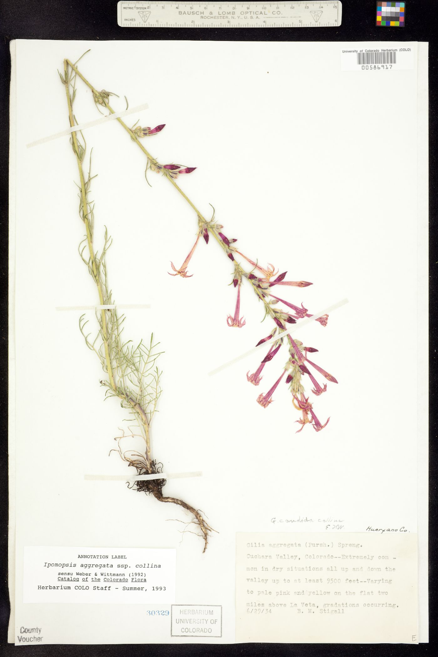 Ipomopsis aggregata subsp. collina image