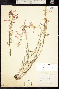 Ipomopsis aggregata ssp. collina image