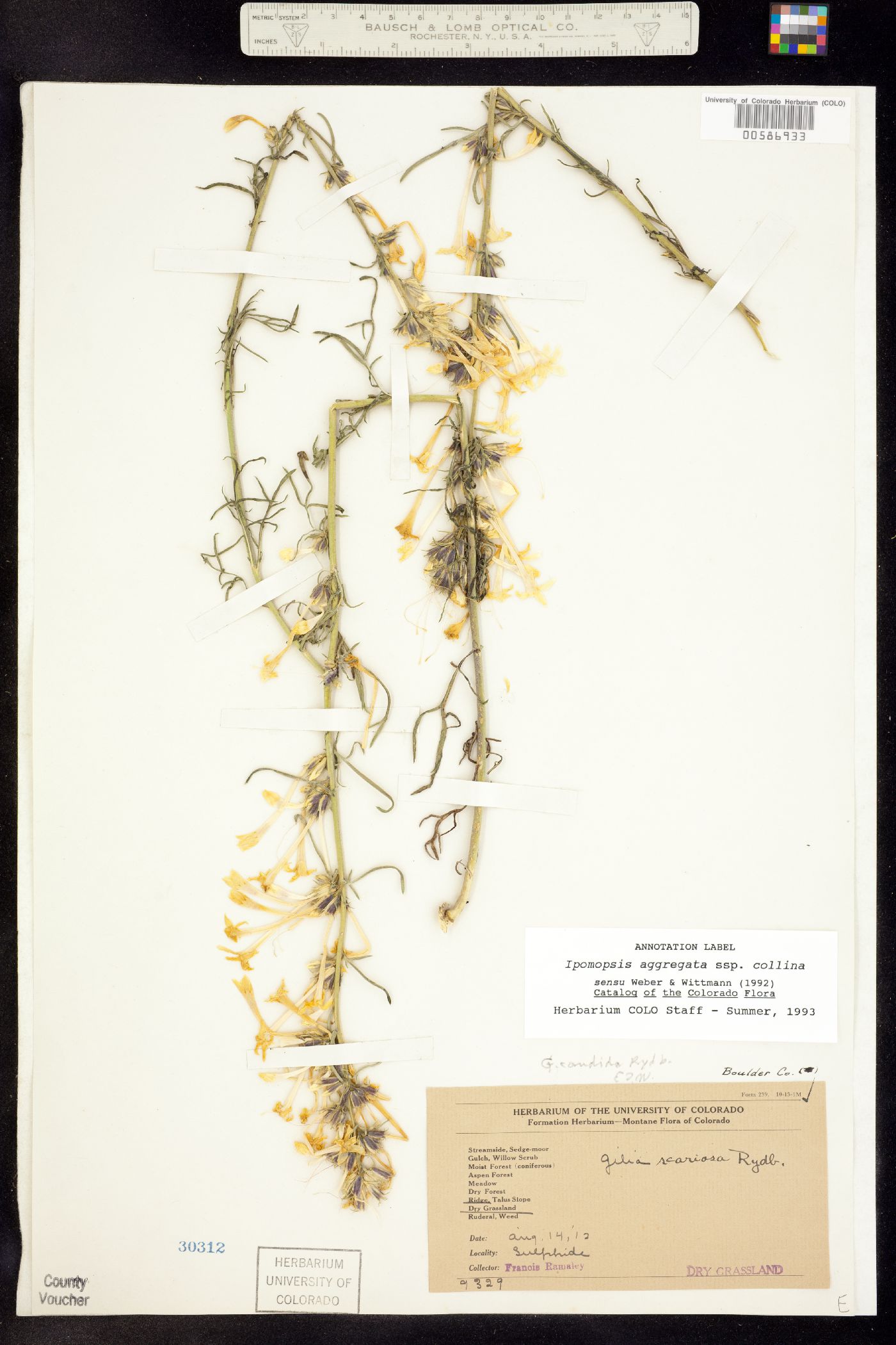 Ipomopsis aggregata ssp. collina image