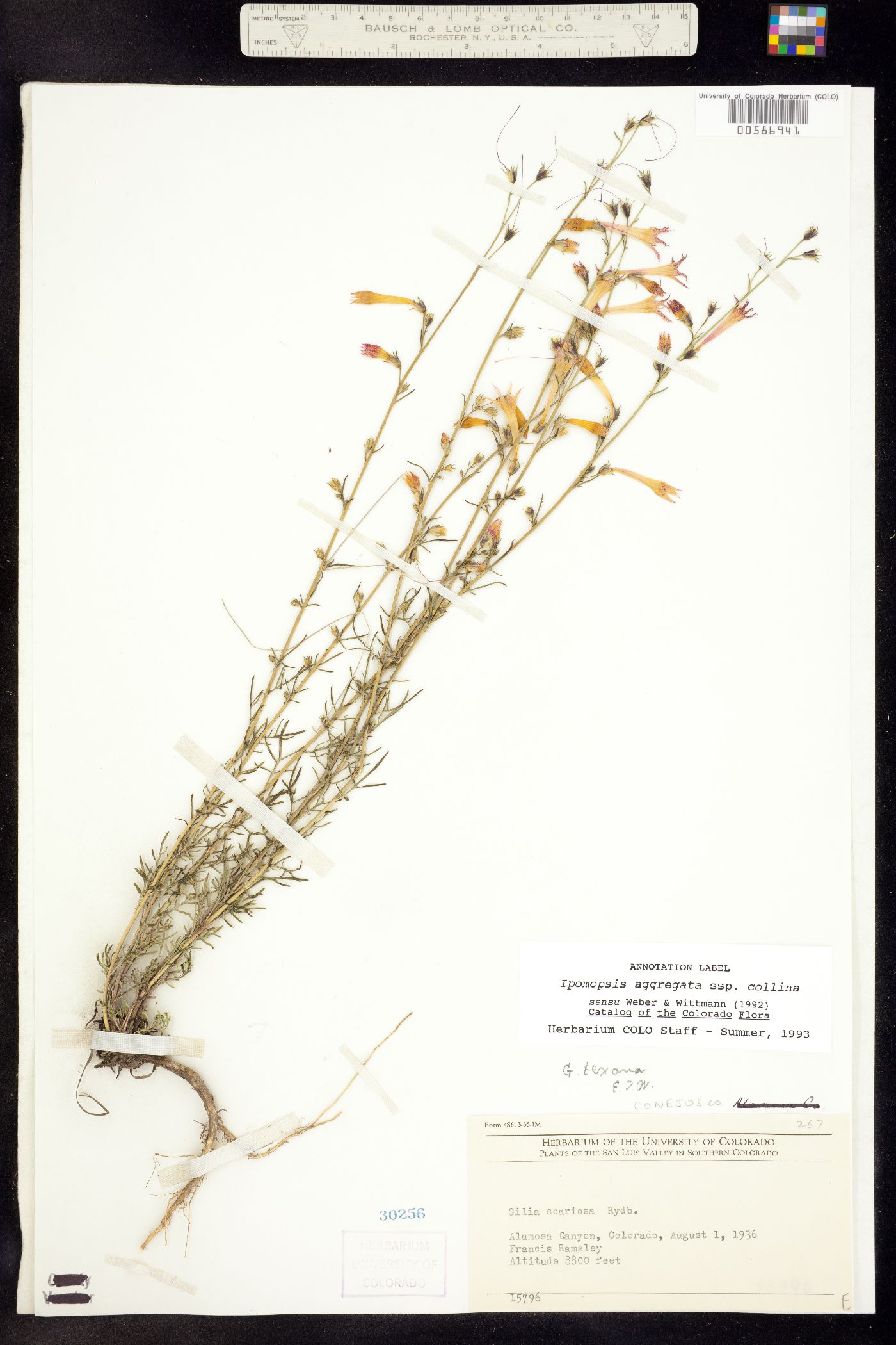 Ipomopsis aggregata ssp. collina image