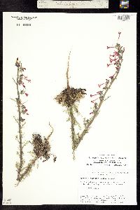 Ipomopsis aggregata ssp. collina image