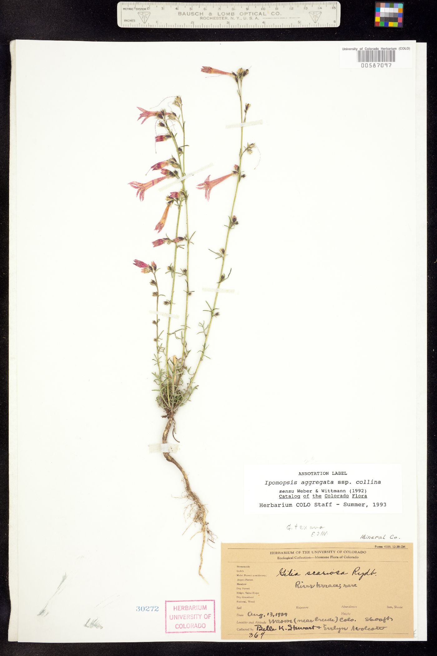 Ipomopsis aggregata ssp. collina image