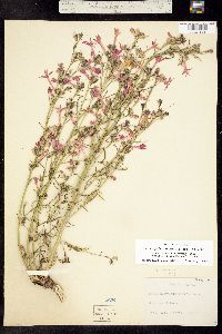 Ipomopsis aggregata subsp. collina image
