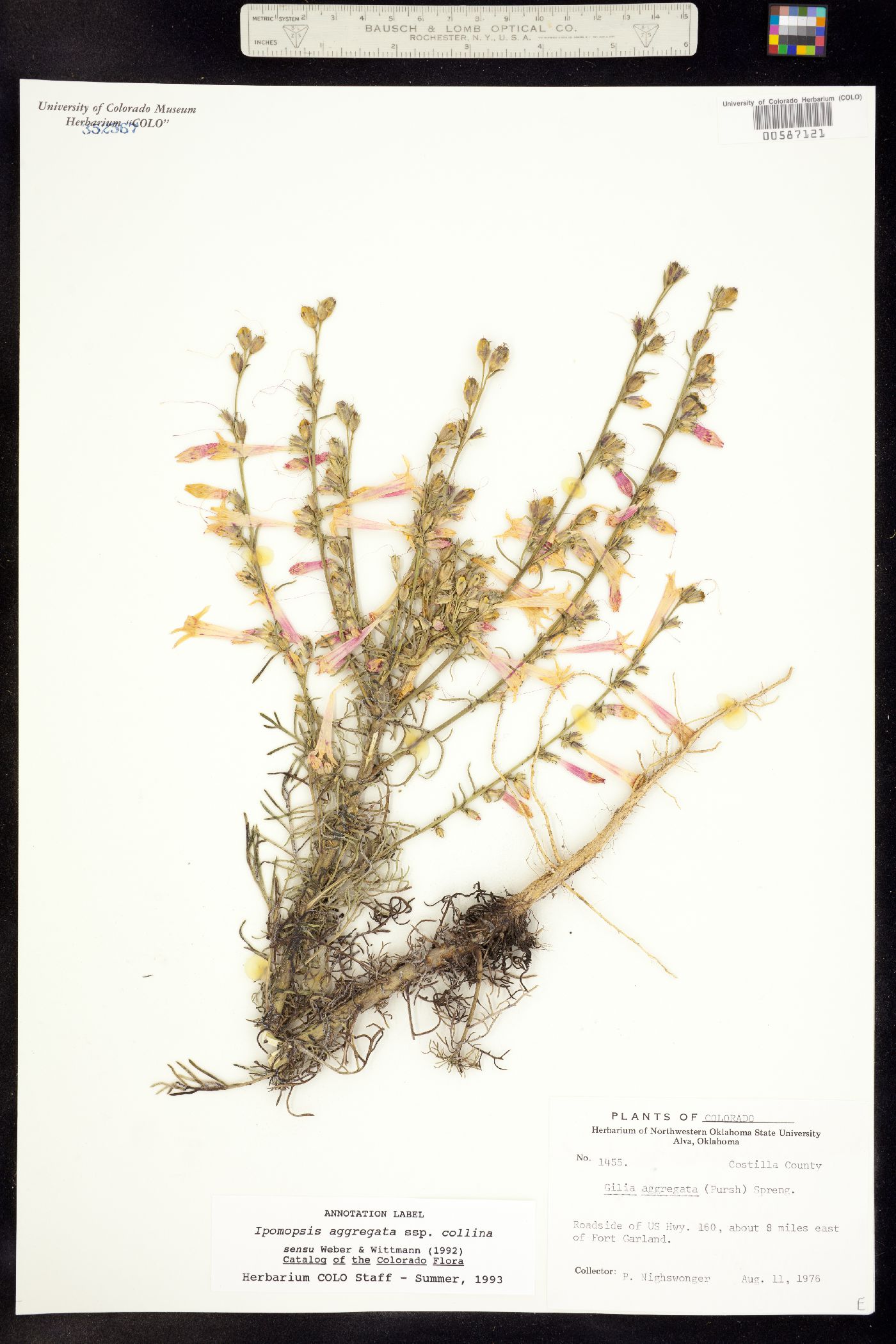 Ipomopsis aggregata ssp. collina image