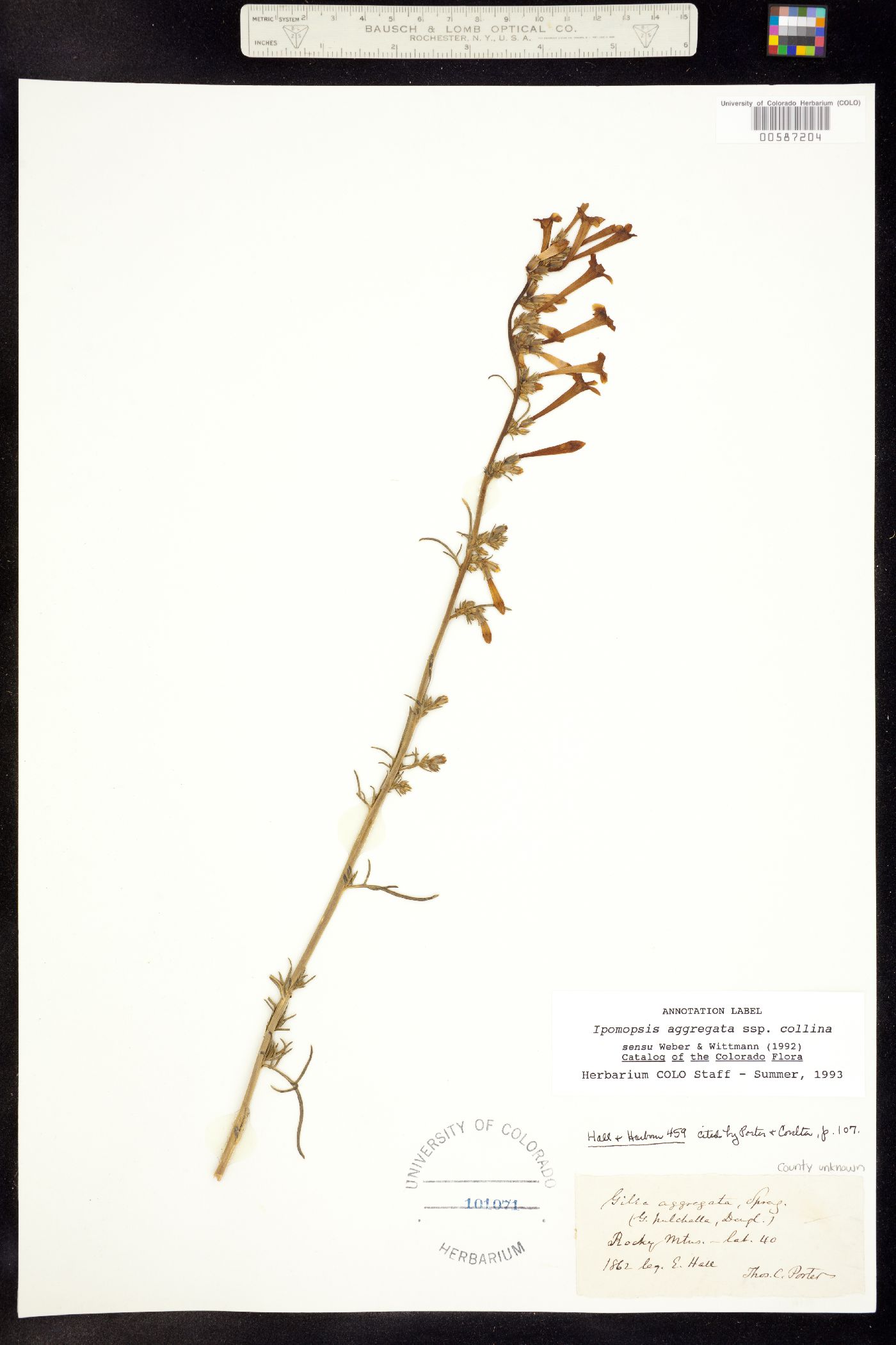 Ipomopsis aggregata ssp. collina image