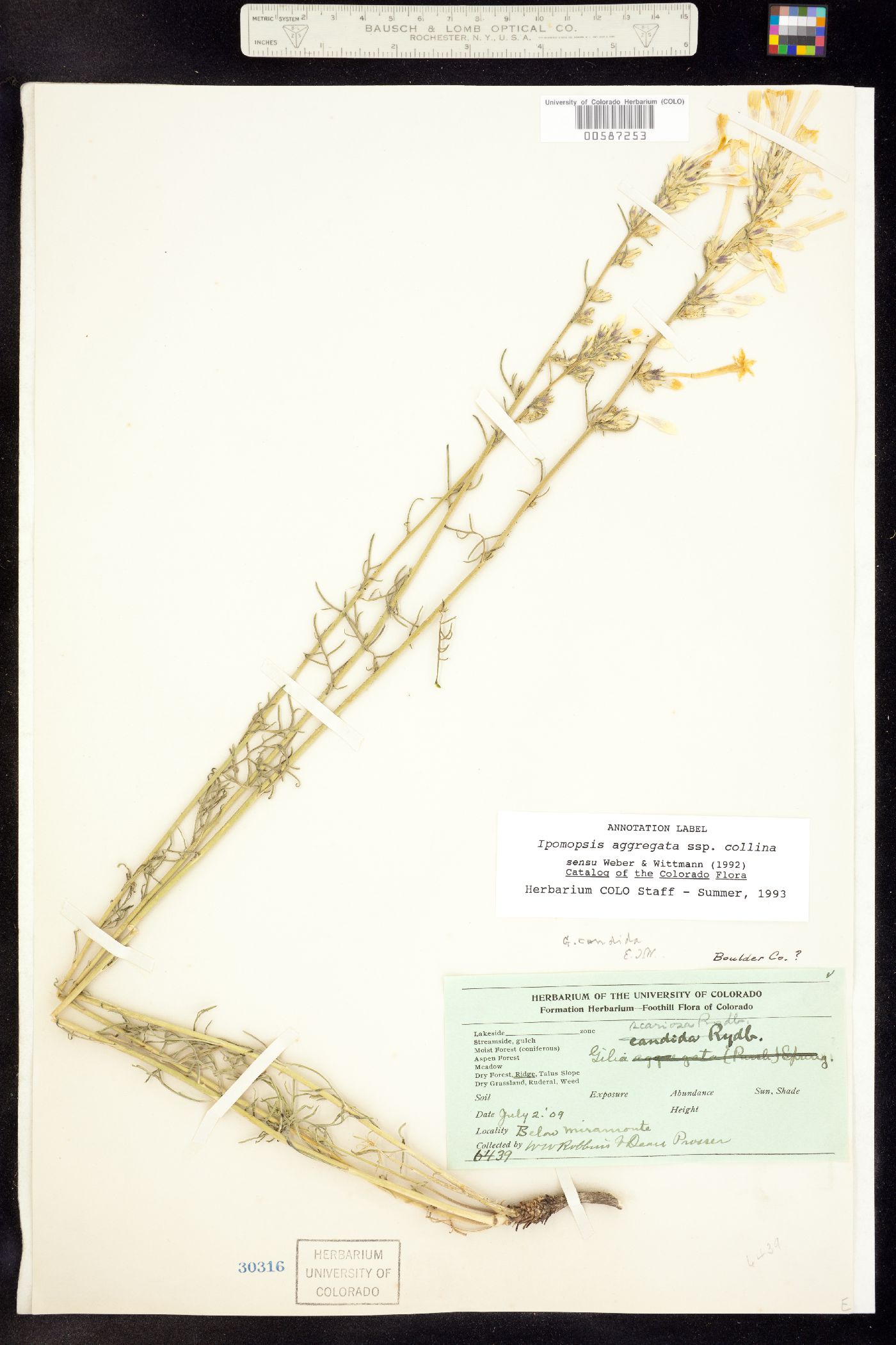 Ipomopsis image