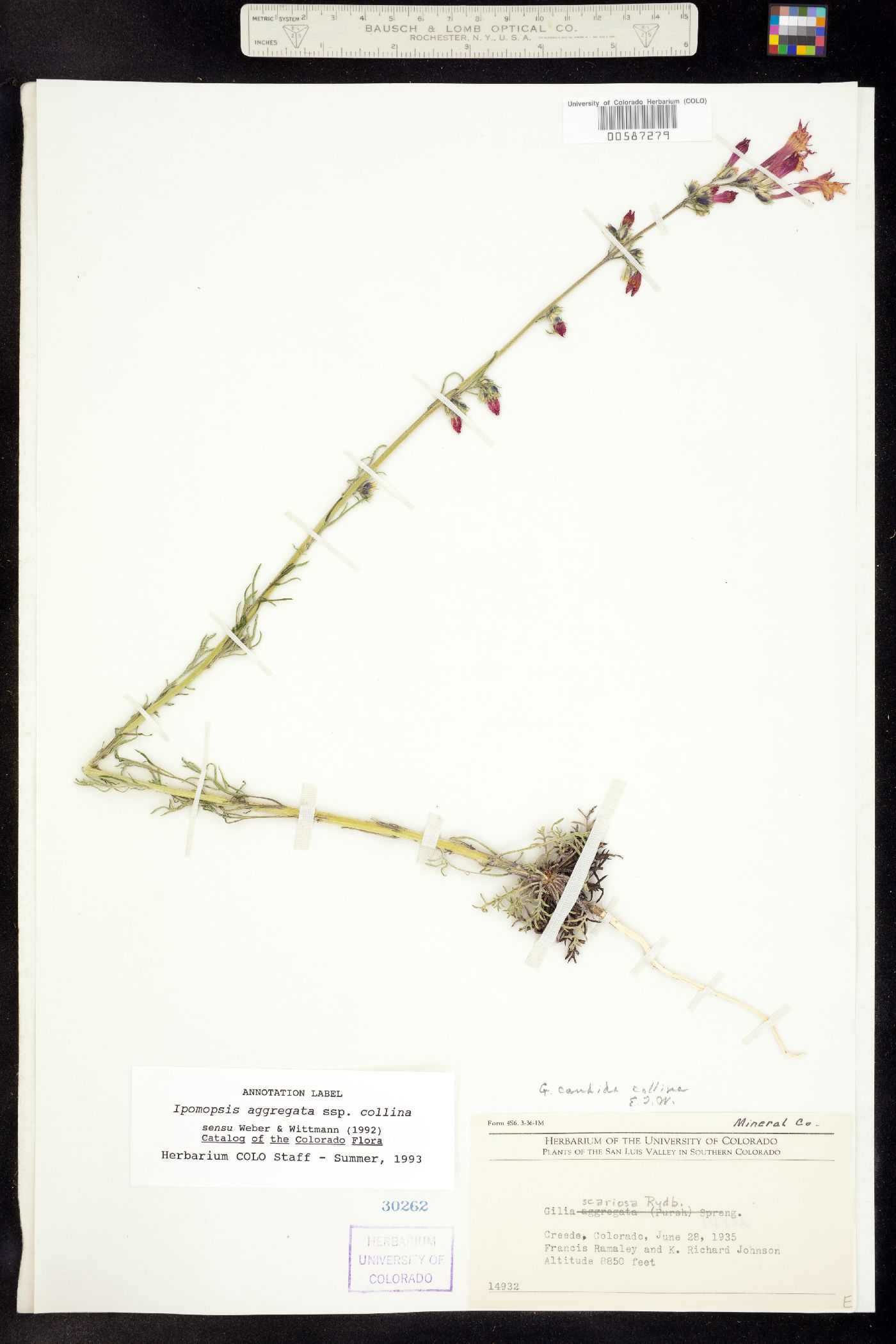 Ipomopsis aggregata ssp. collina image