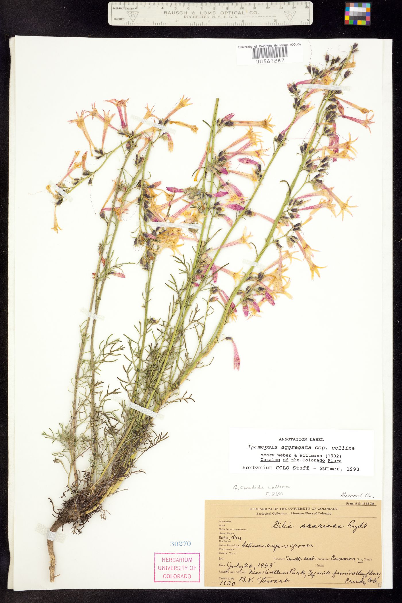 Ipomopsis aggregata subsp. collina image