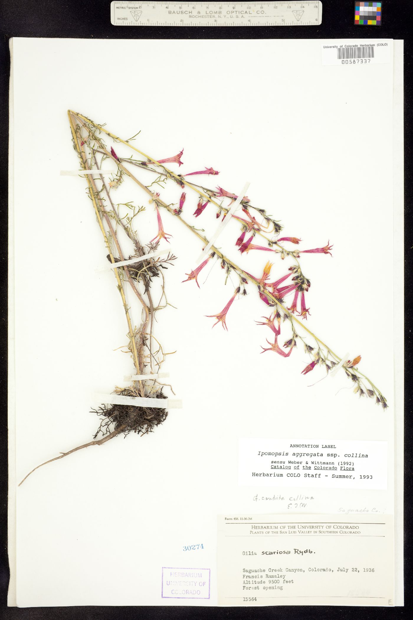 Ipomopsis aggregata ssp. collina image