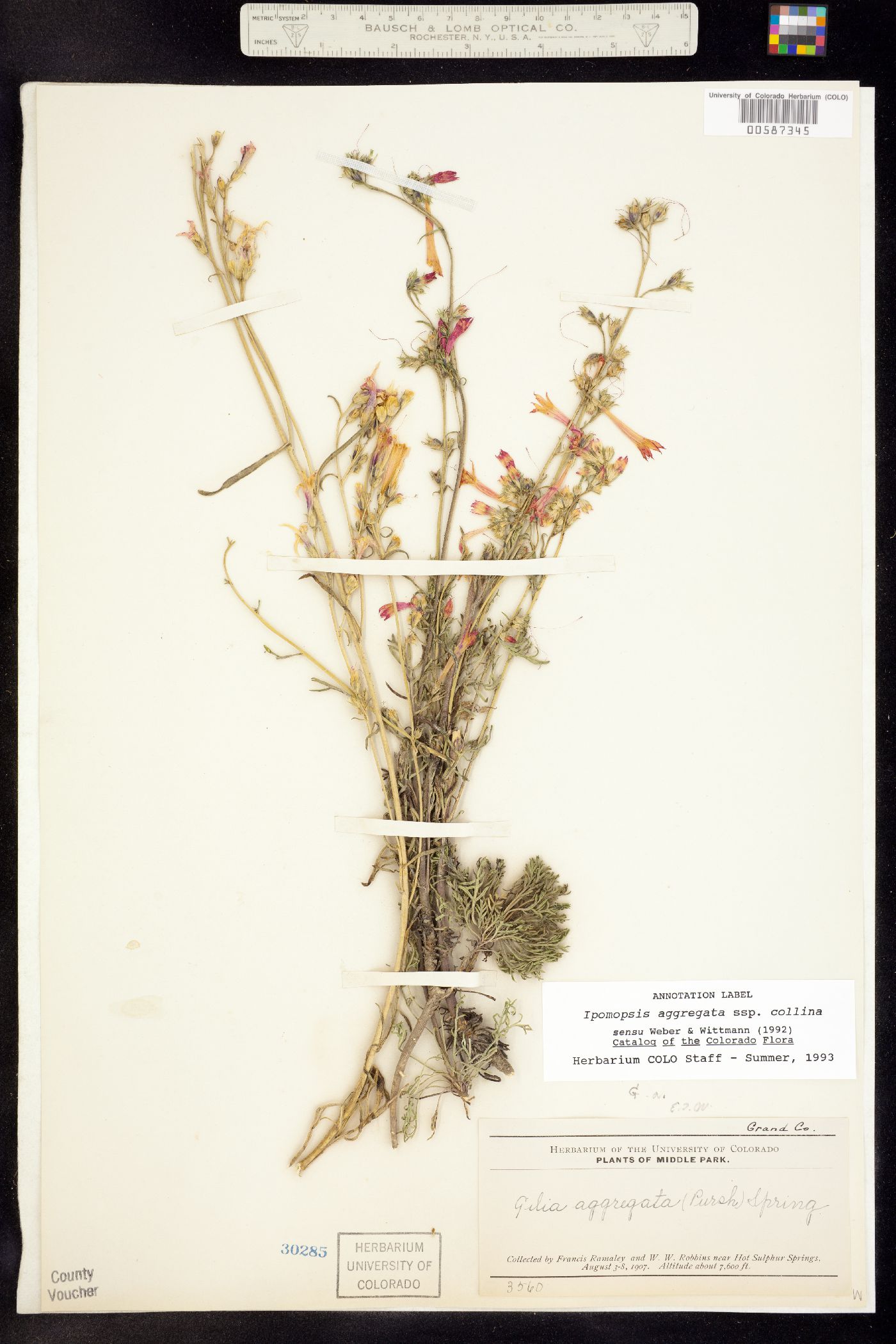 Ipomopsis aggregata ssp. collina image