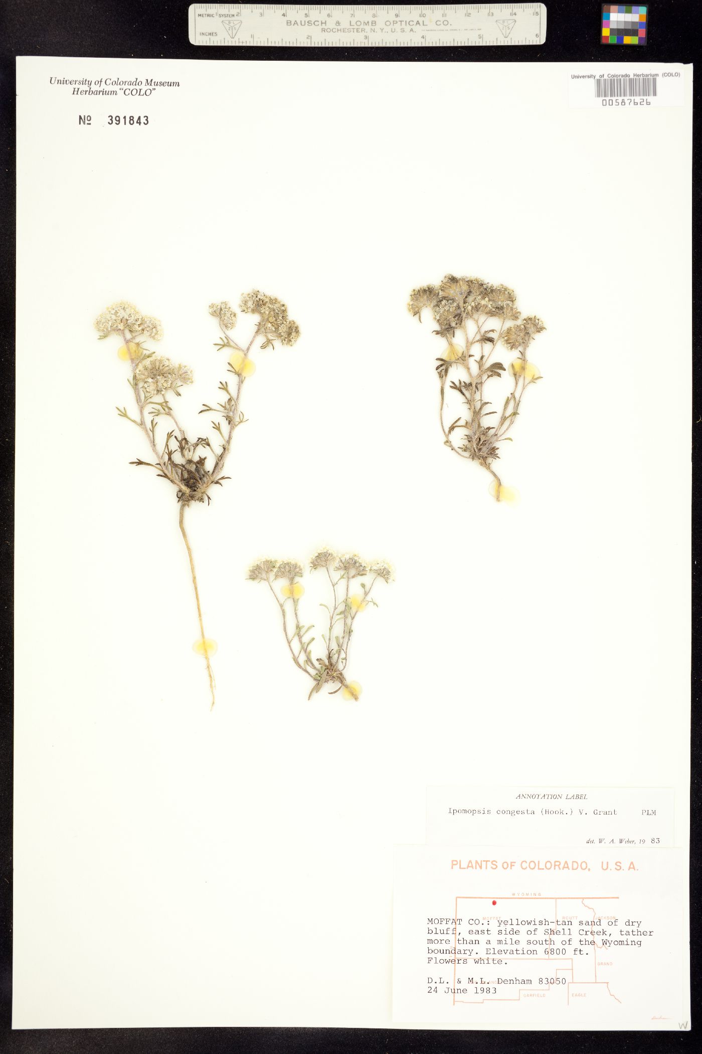 Ipomopsis congesta ssp. congesta image