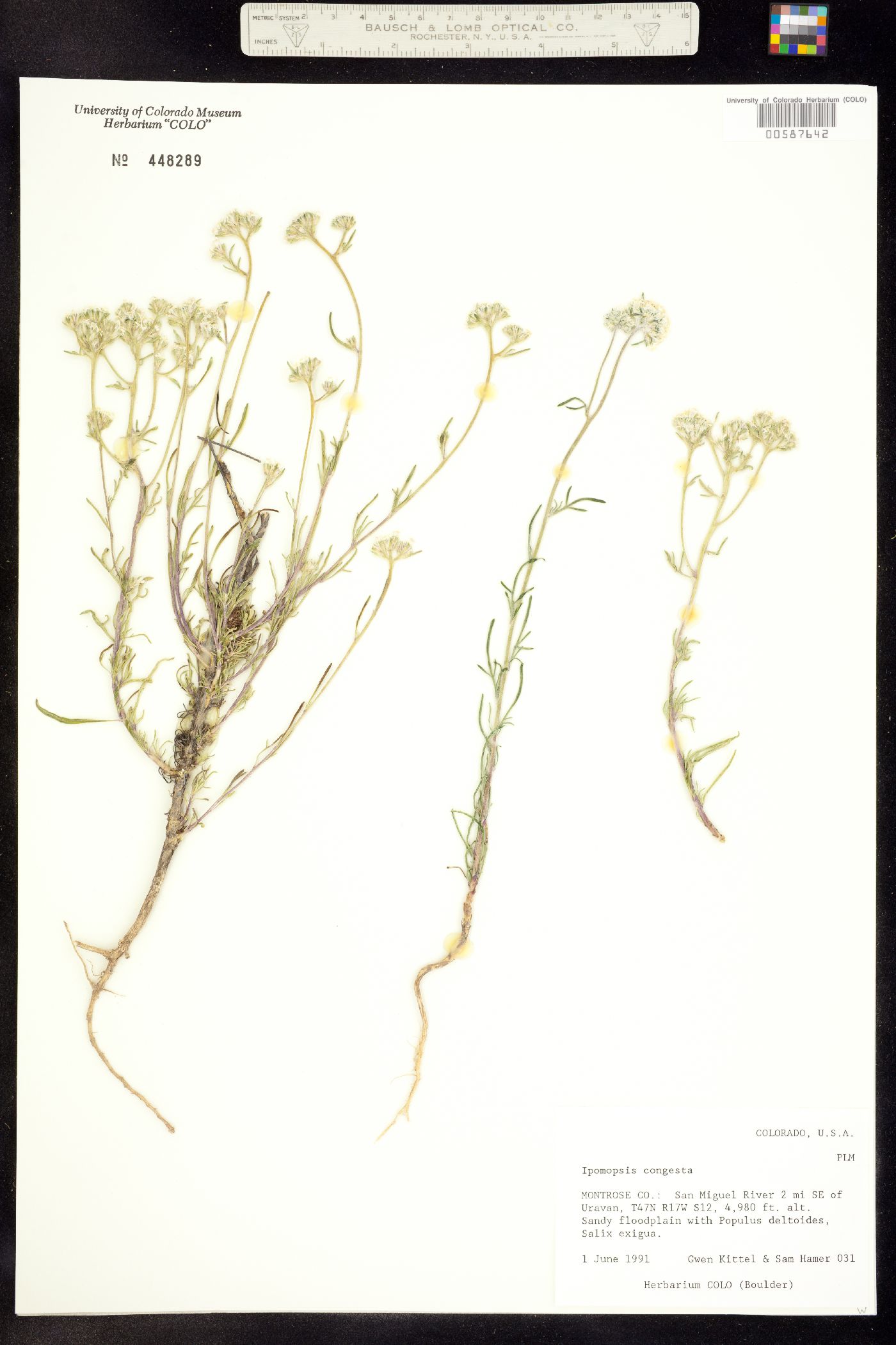 Ipomopsis congesta ssp. congesta image