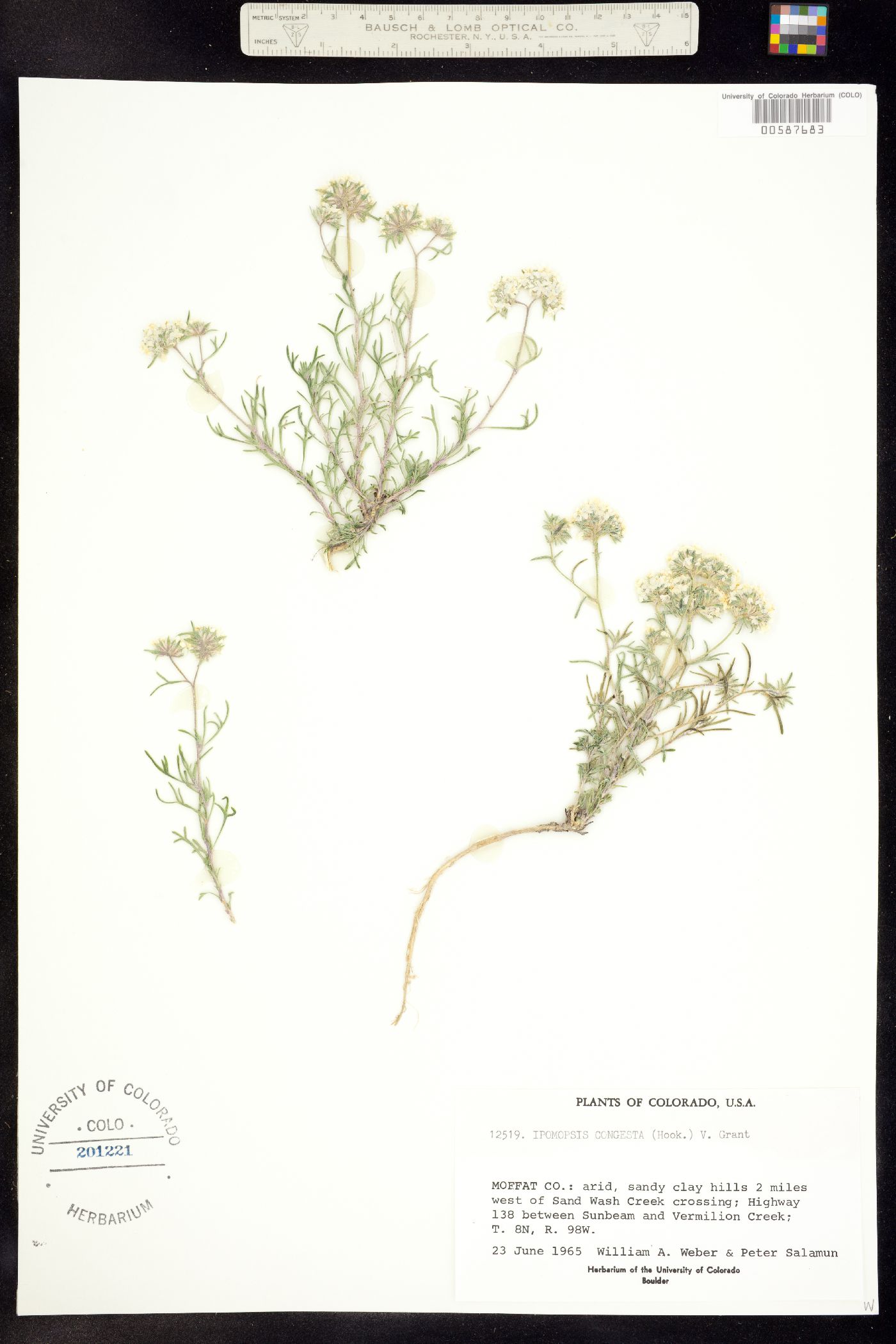 Ipomopsis congesta ssp. congesta image