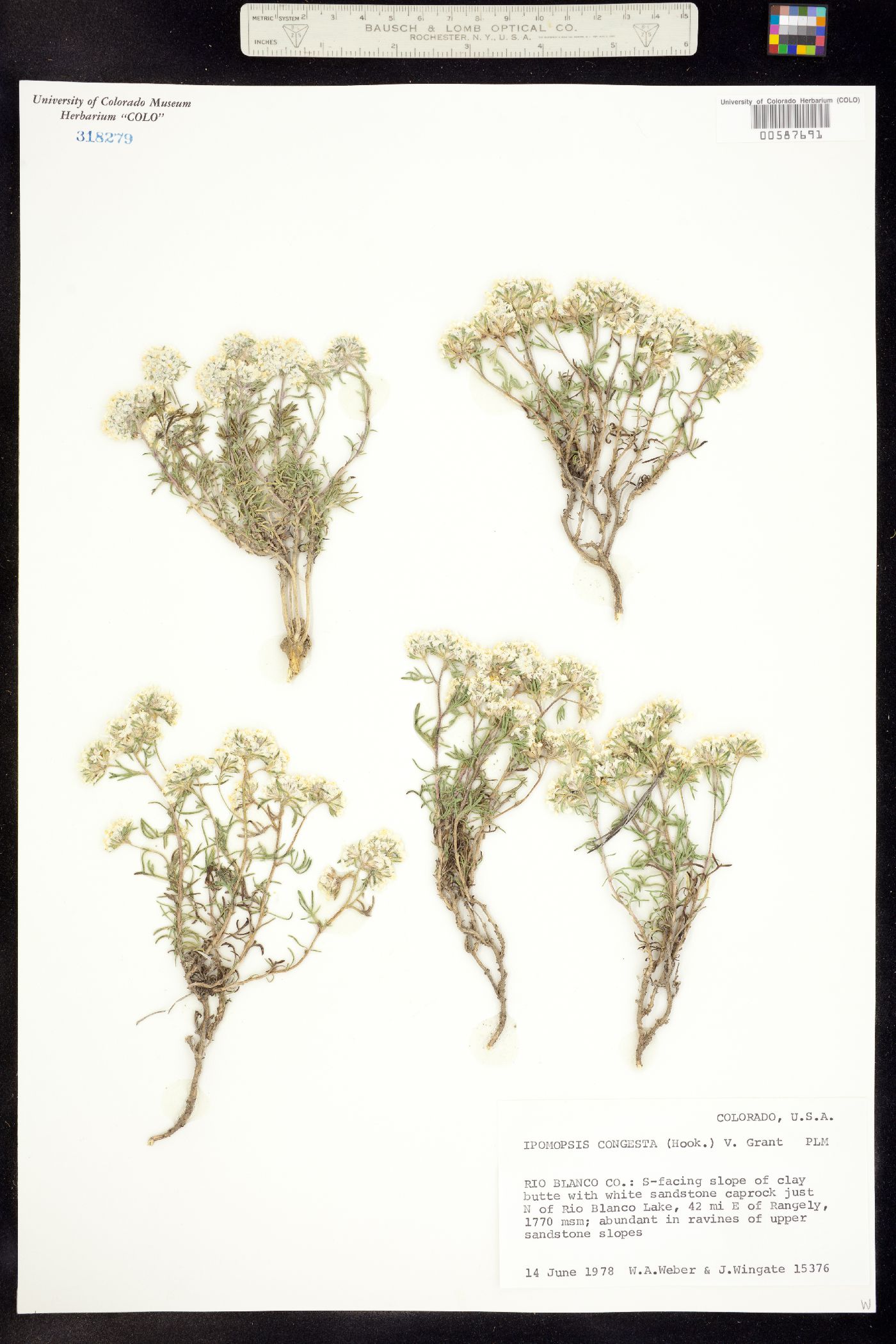 Ipomopsis congesta ssp. congesta image