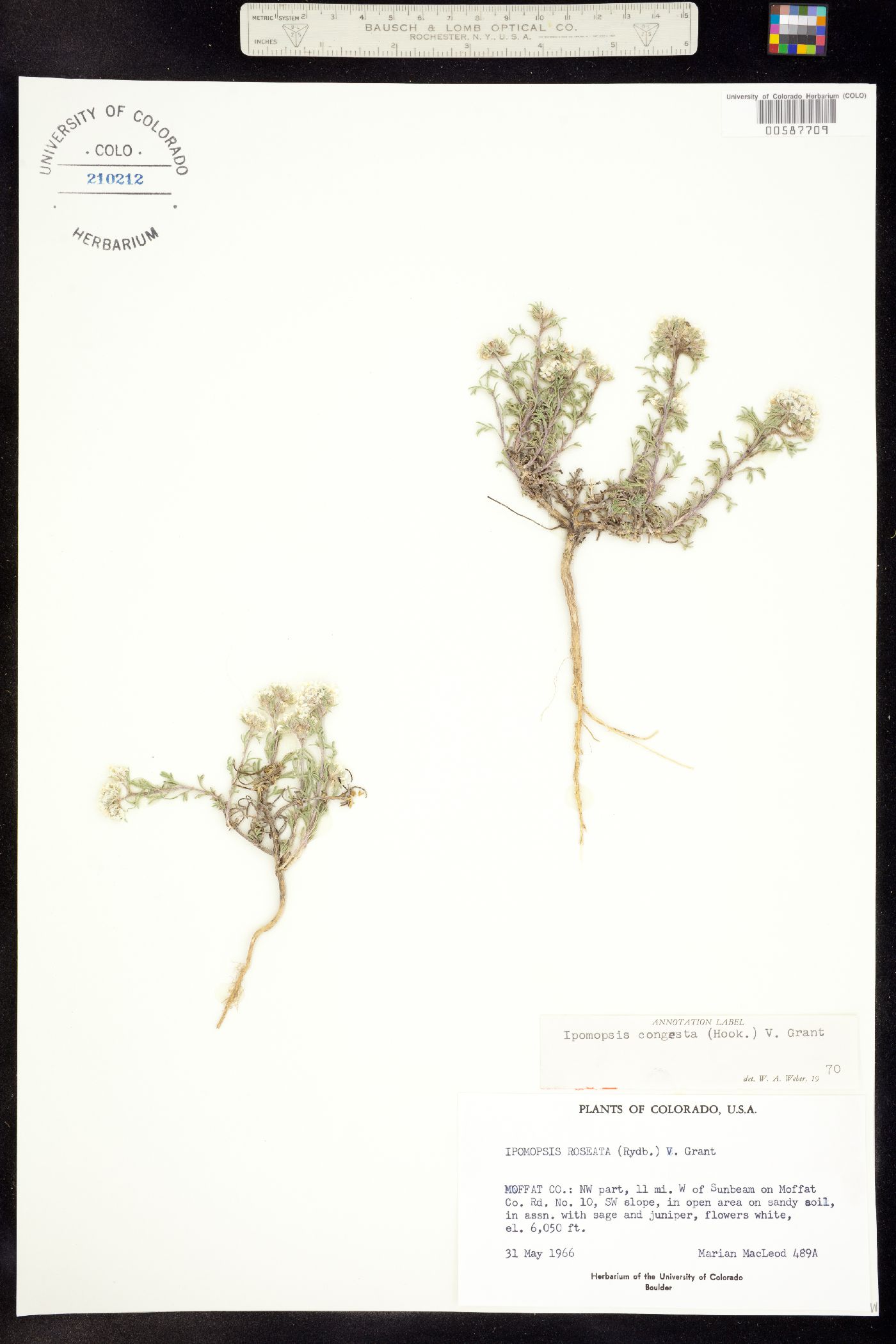 Ipomopsis congesta ssp. congesta image