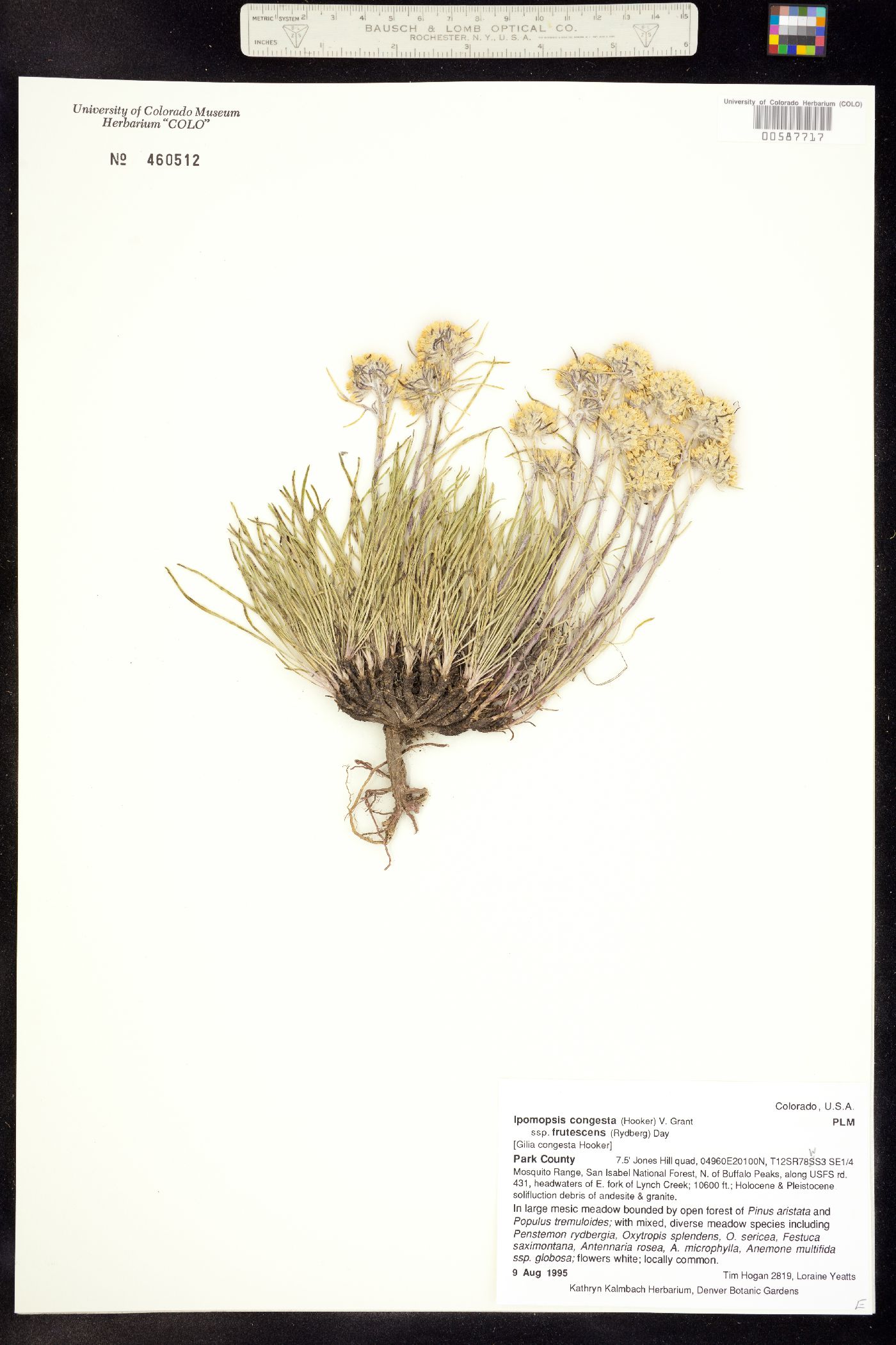 Ipomopsis congesta ssp. frutescens image