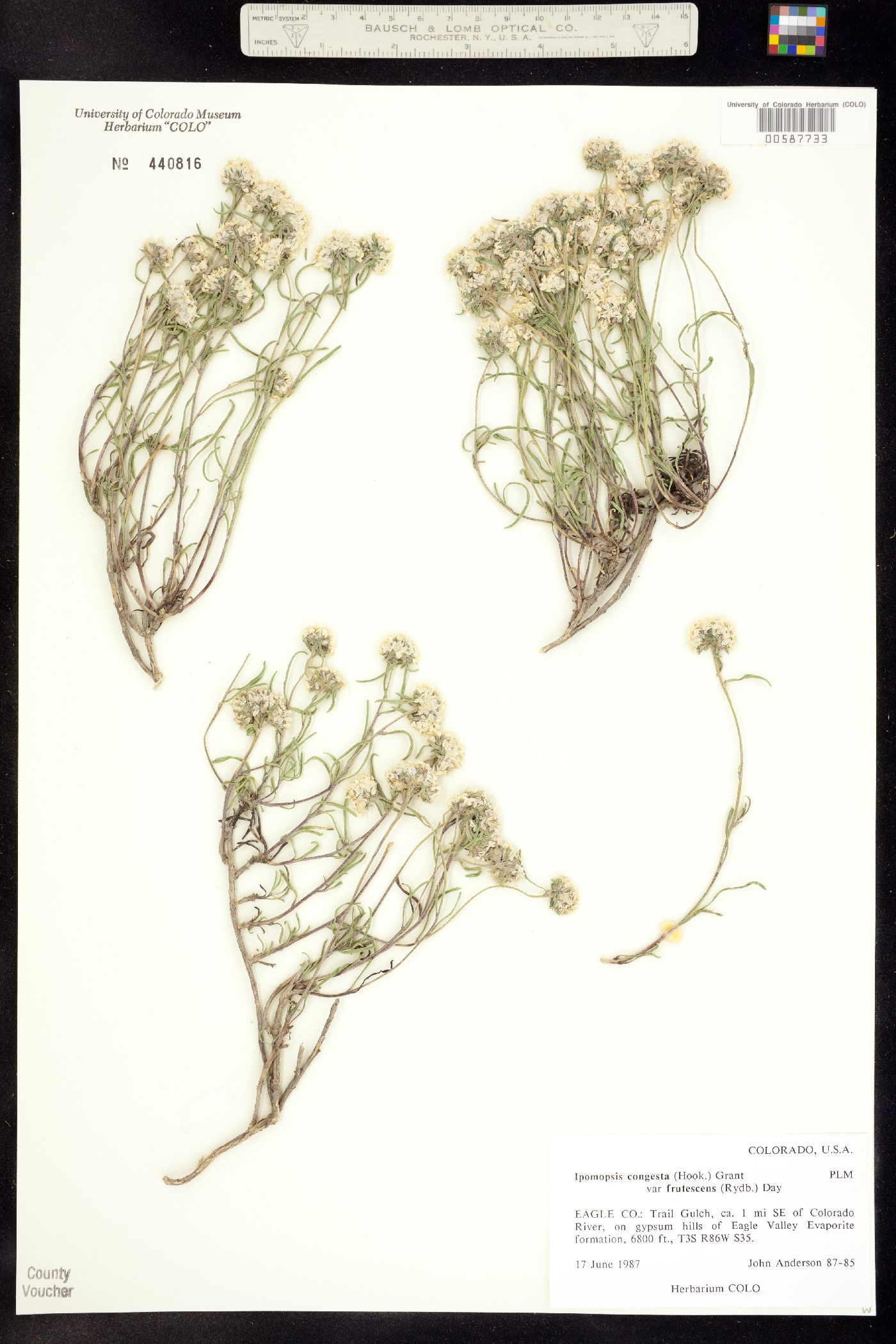 Ipomopsis congesta ssp. frutescens image