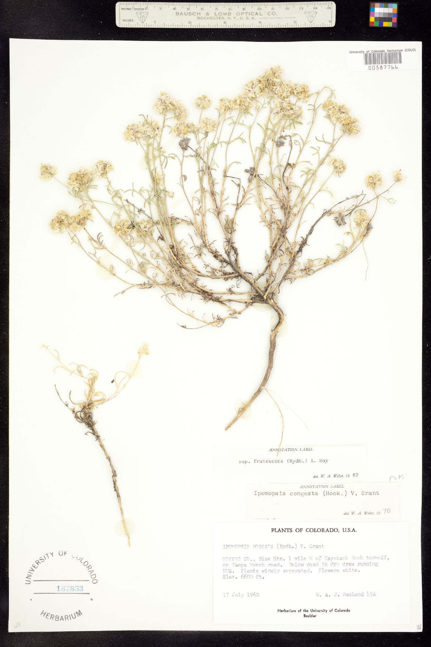 Ipomopsis congesta ssp. frutescens image