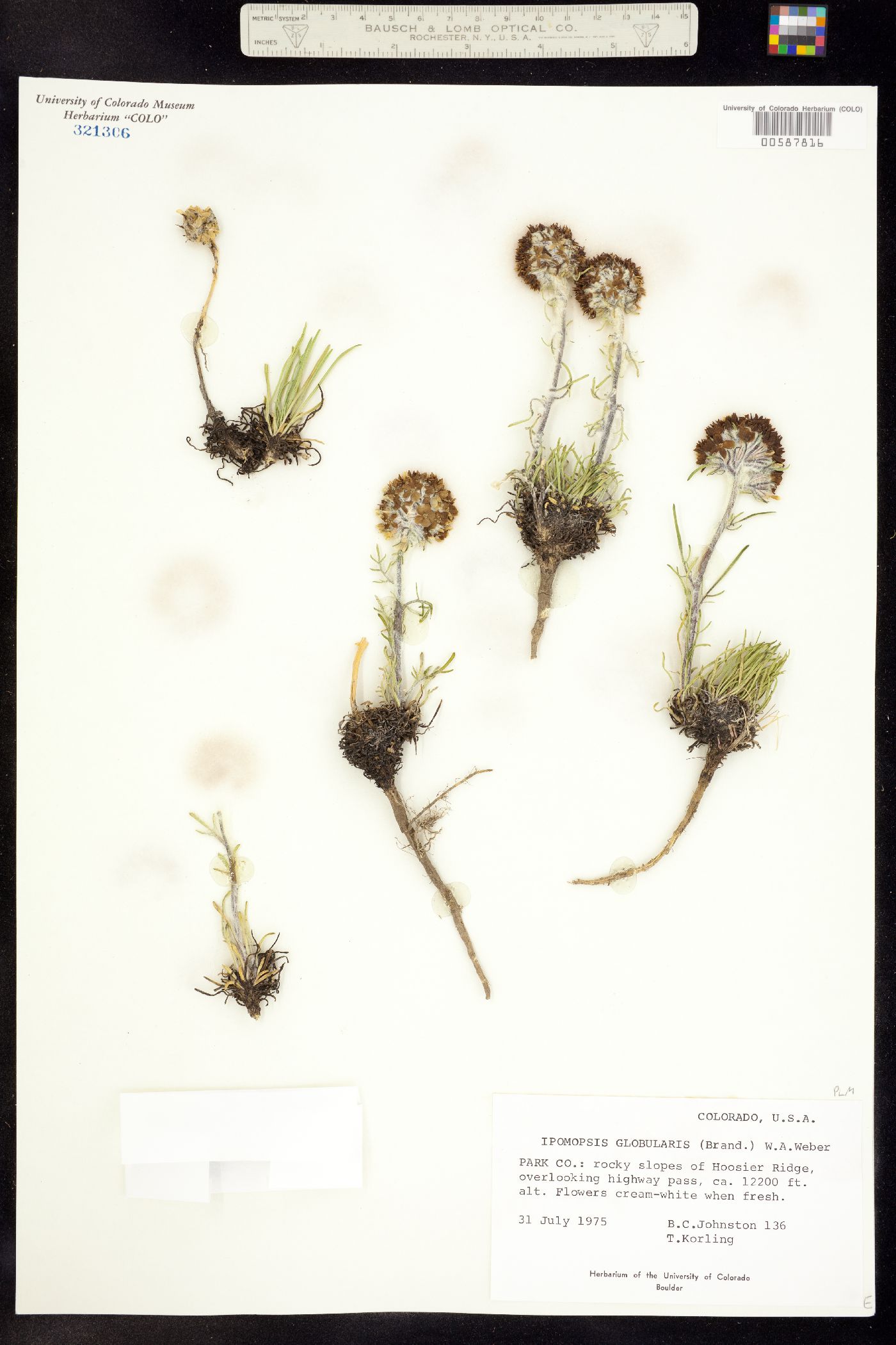 Ipomopsis globularis image