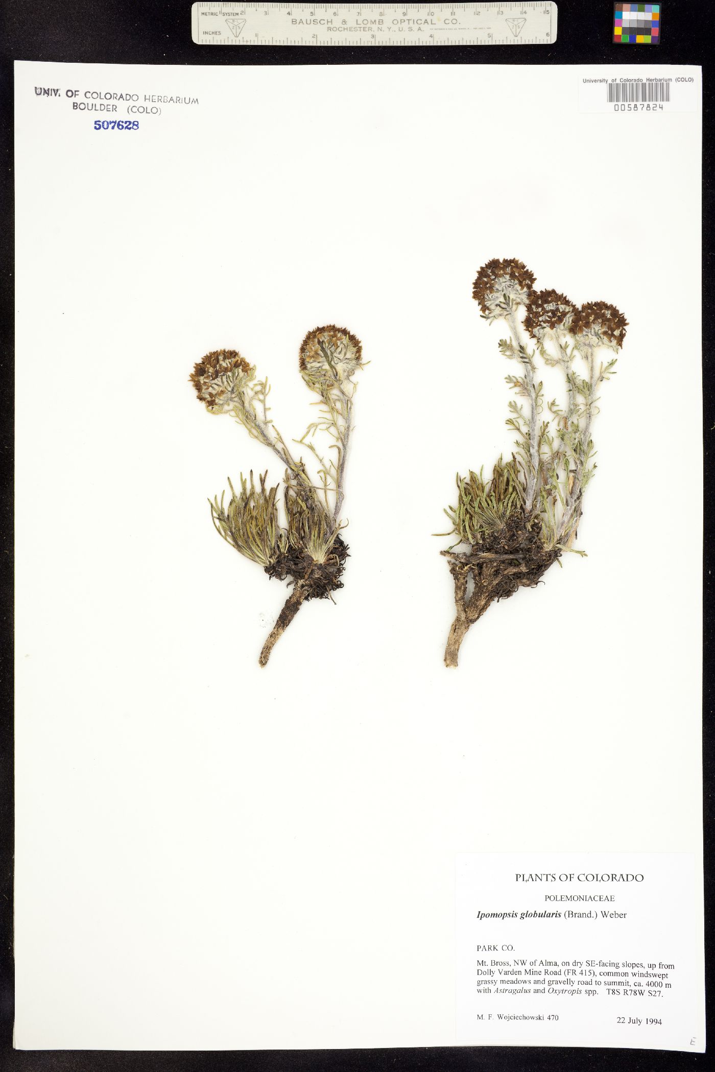 Ipomopsis globularis image