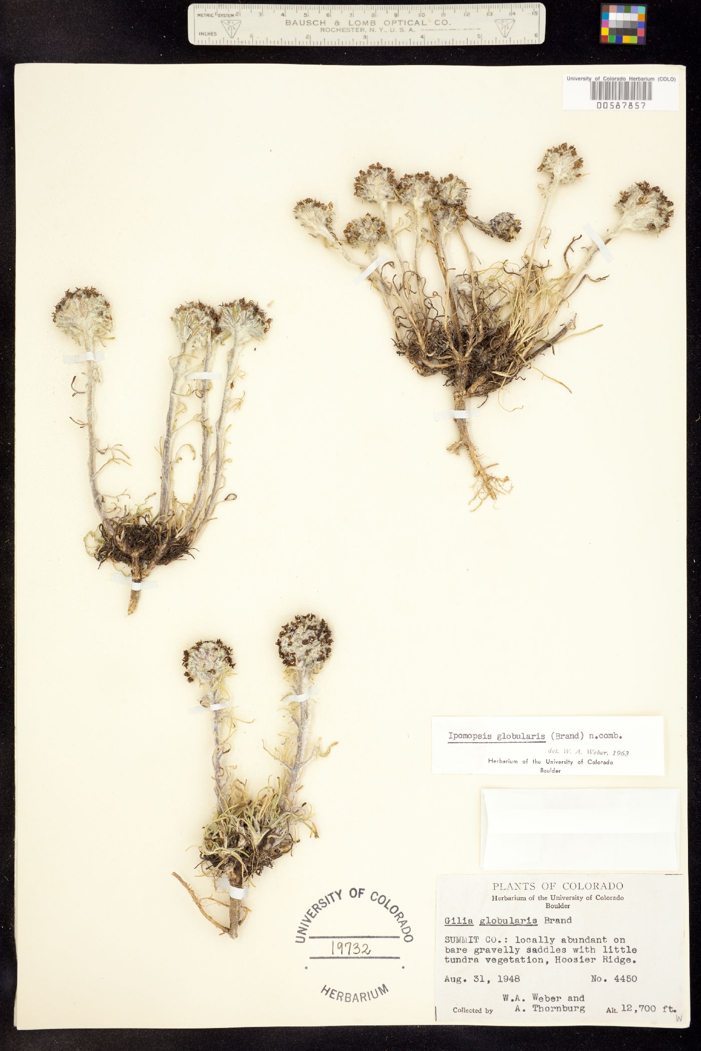 Ipomopsis globularis image