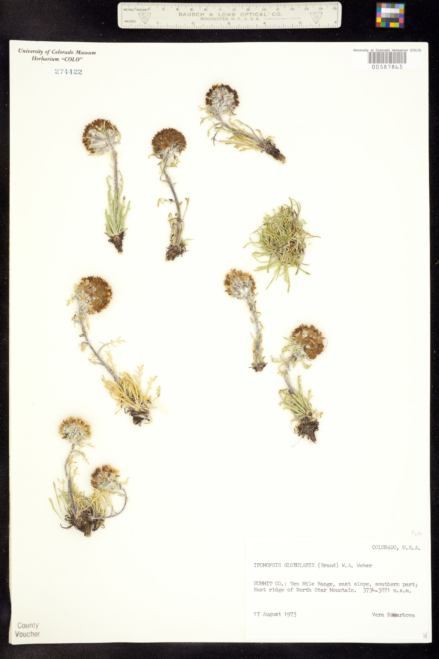 Ipomopsis globularis image