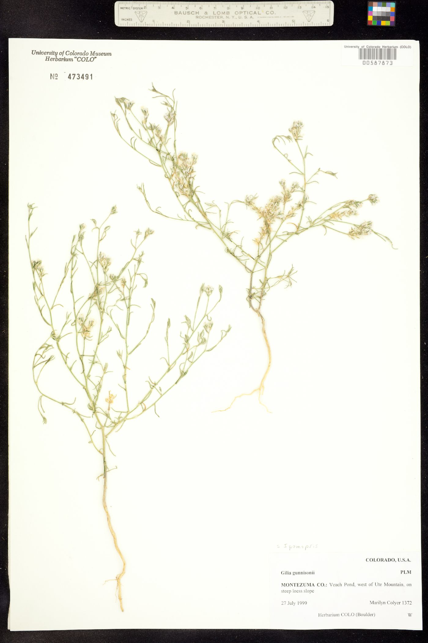 Ipomopsis gunnisonii image