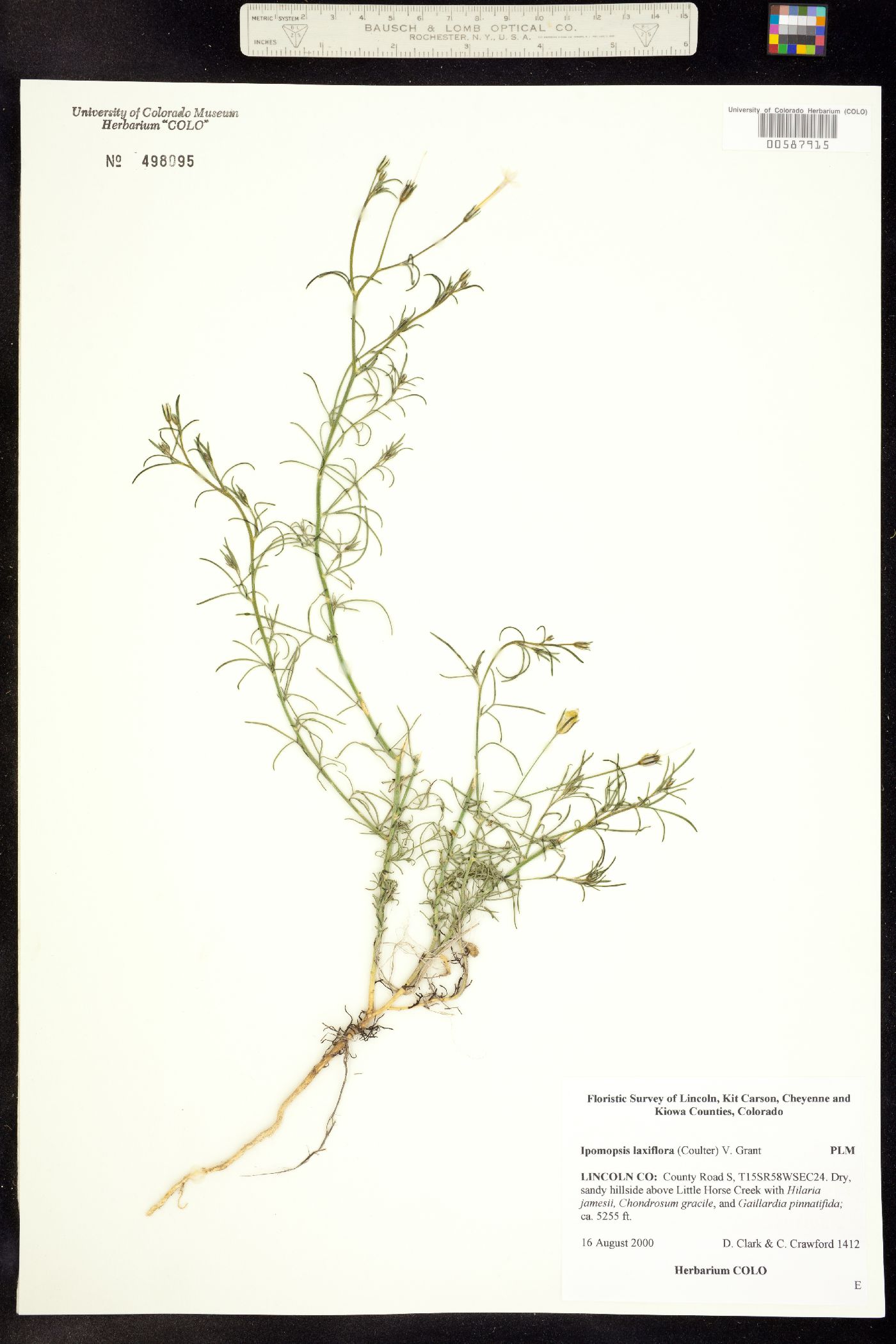 Ipomopsis laxiflora image