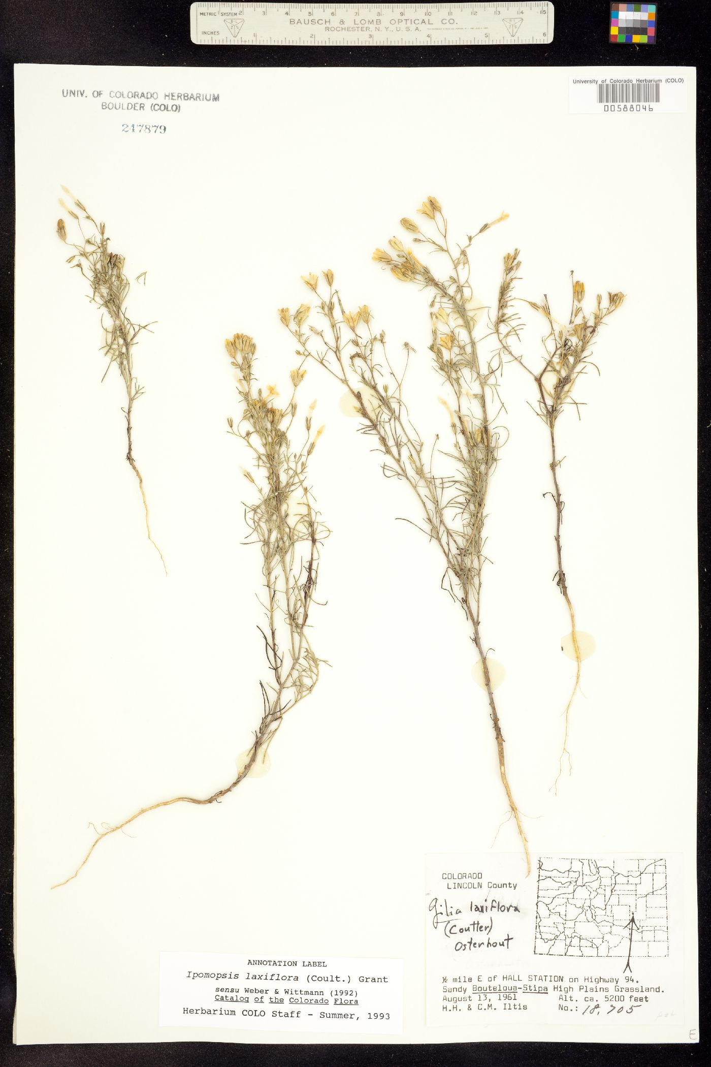 Ipomopsis laxiflora image