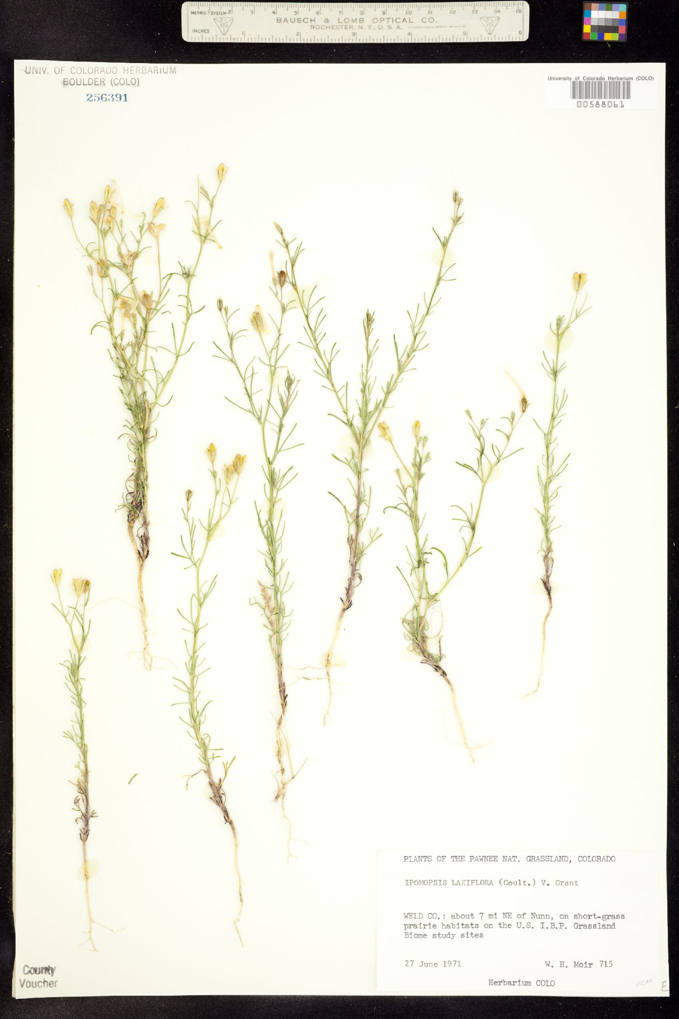 Ipomopsis laxiflora image