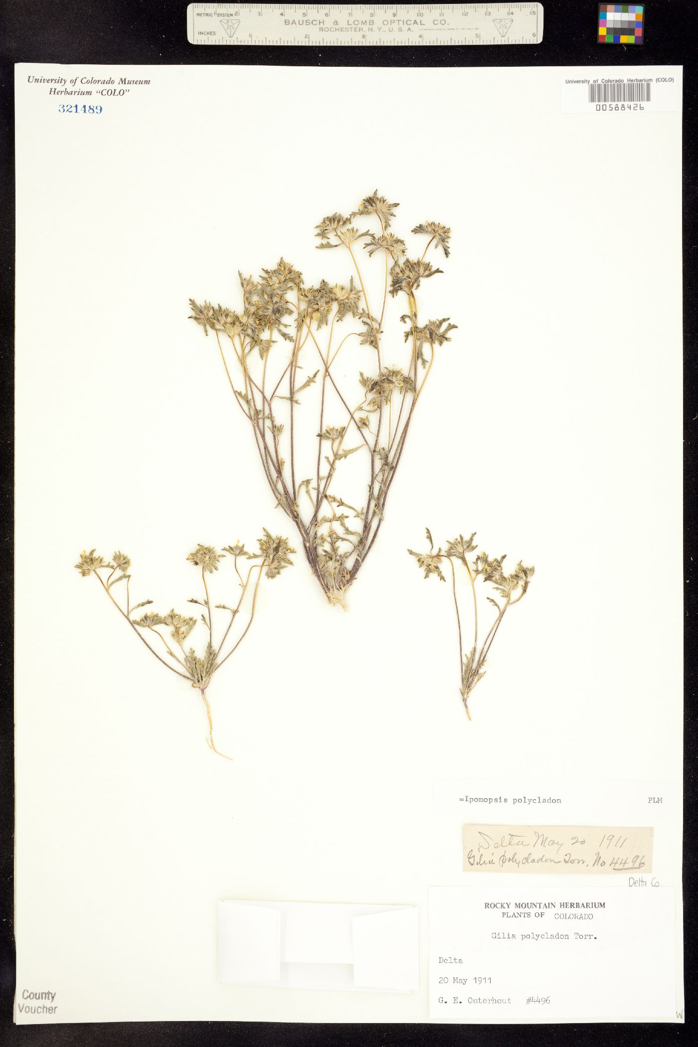 Polemoniaceae image