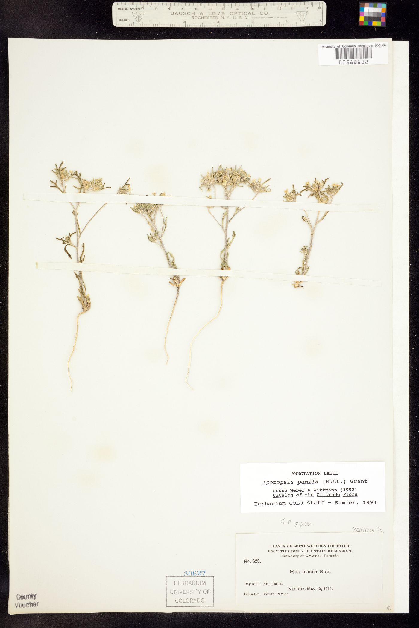 Ipomopsis pumila image