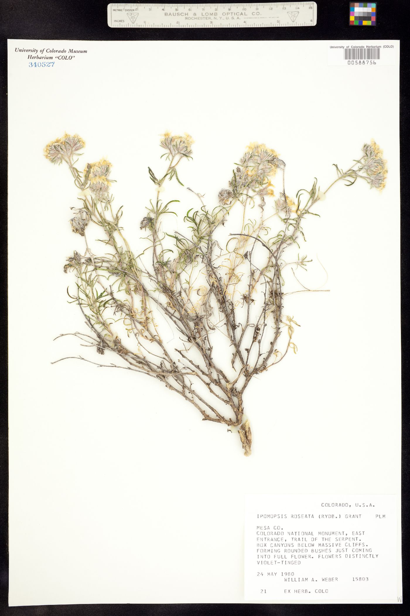 Ipomopsis roseata image