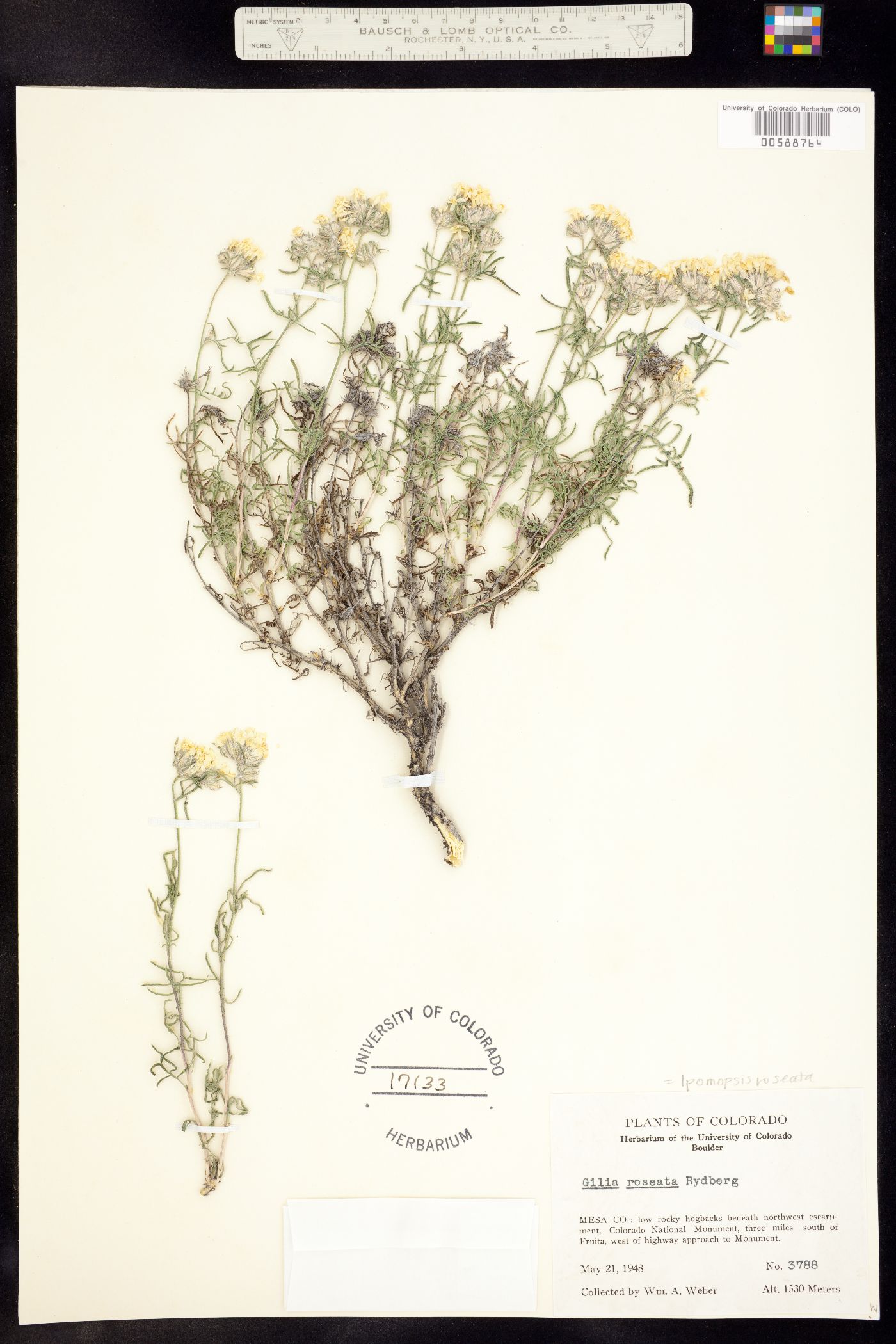 Ipomopsis roseata image