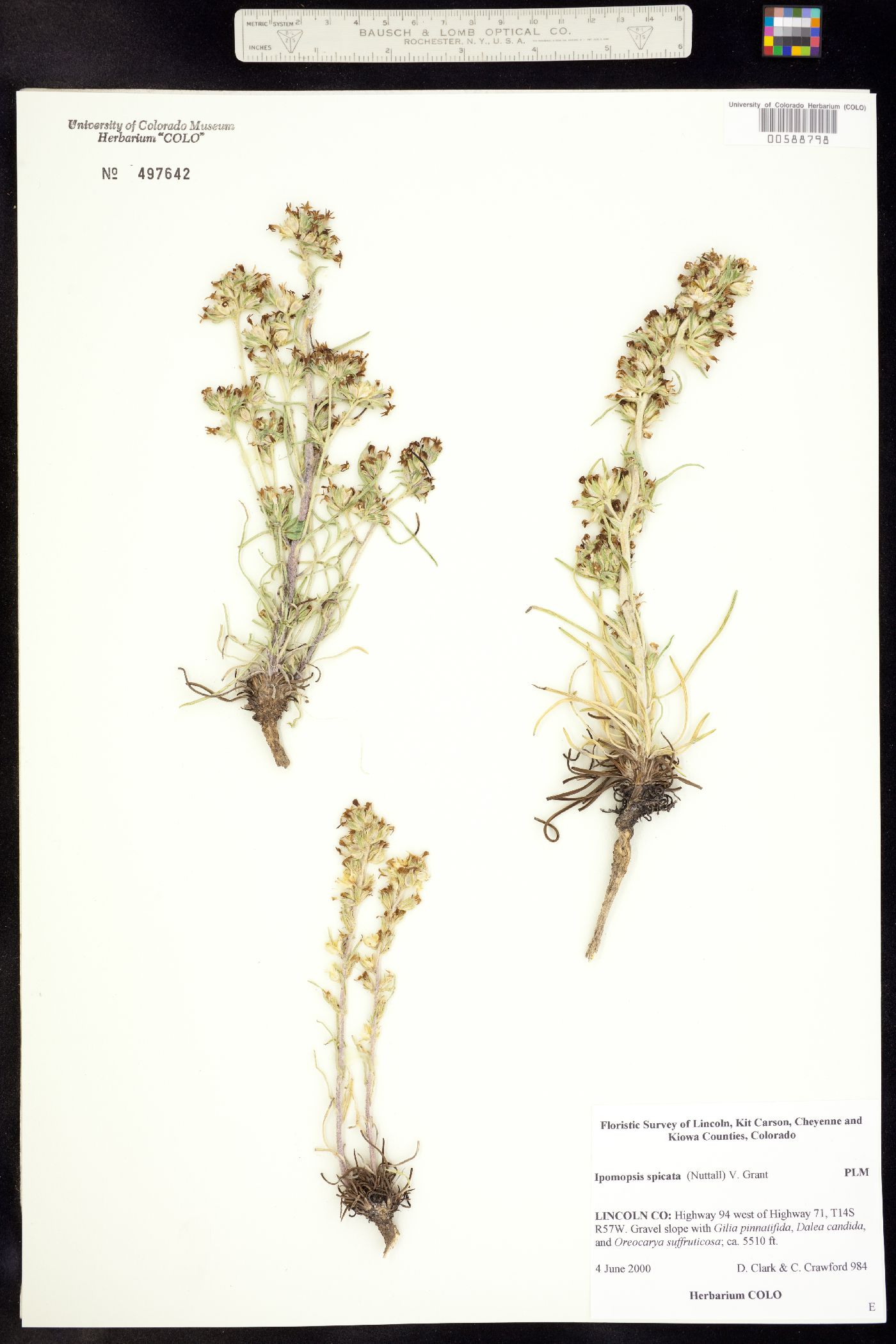Polemoniaceae image
