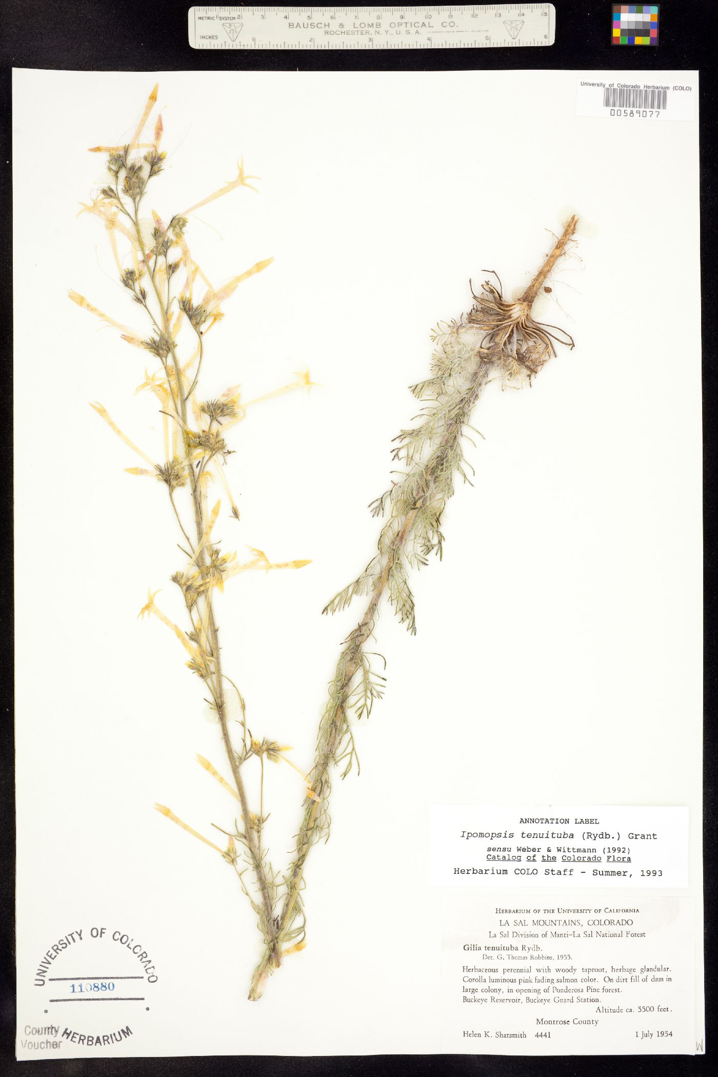 Ipomopsis tenuituba image