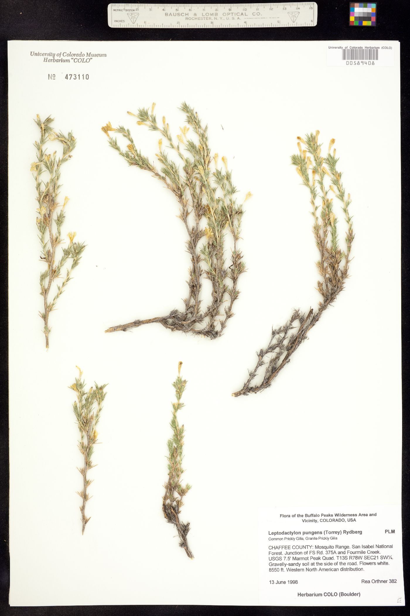 Linanthus pungens image