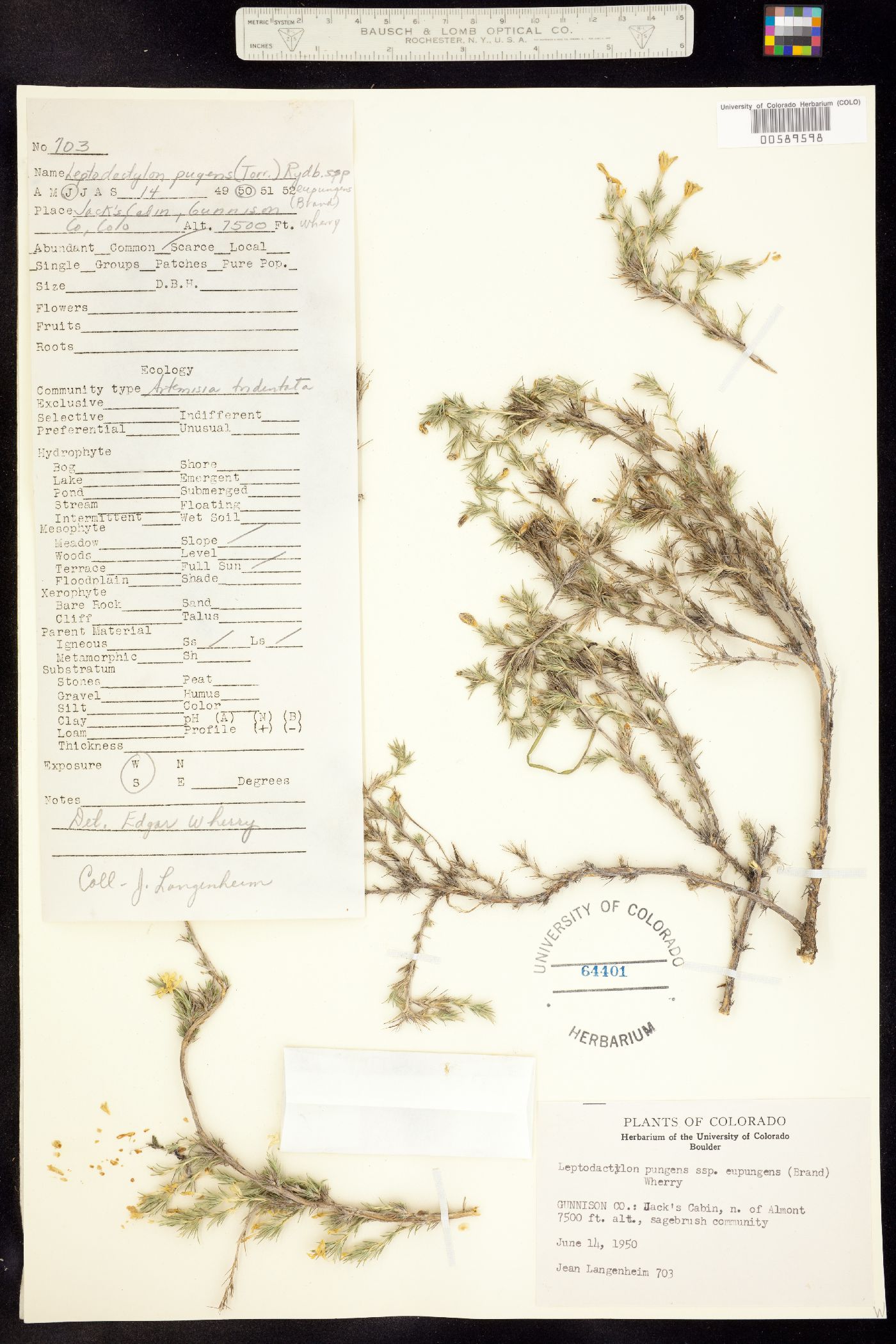 Linanthus pungens image