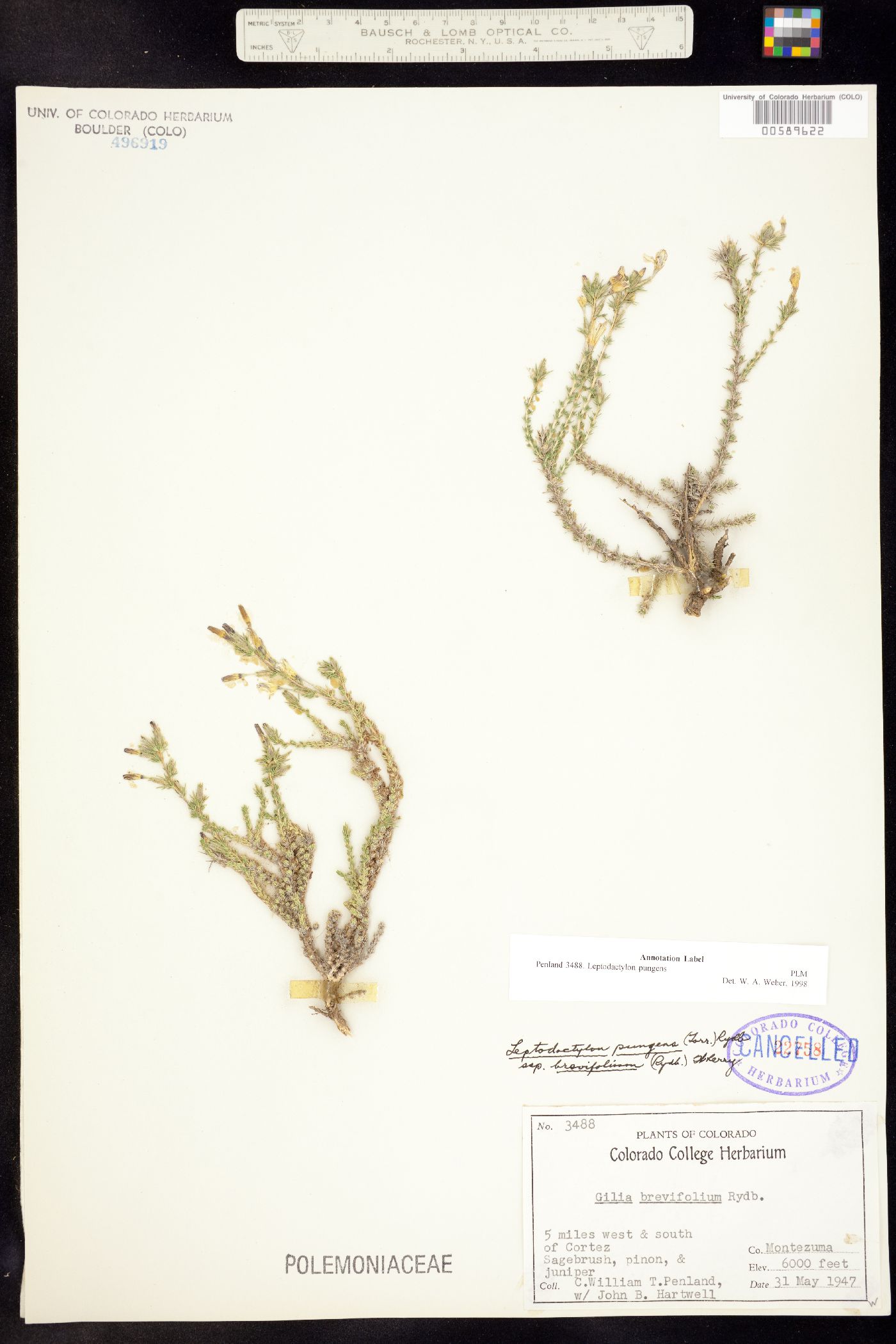 Linanthus pungens image