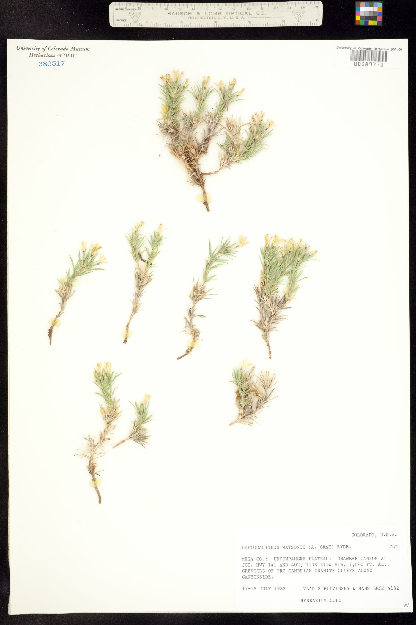 Linanthus watsonii image