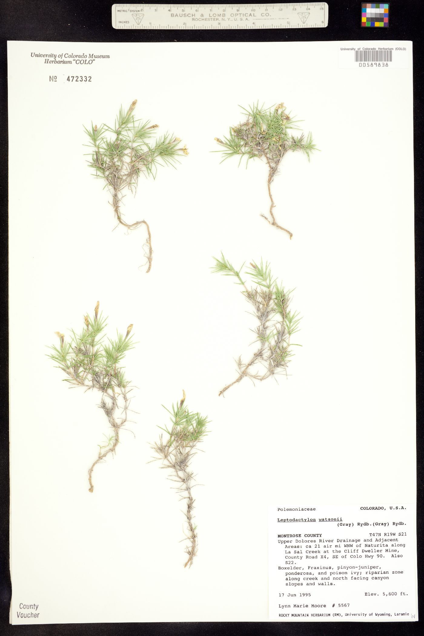Linanthus watsonii image