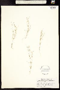 Linanthus septentrionalis image