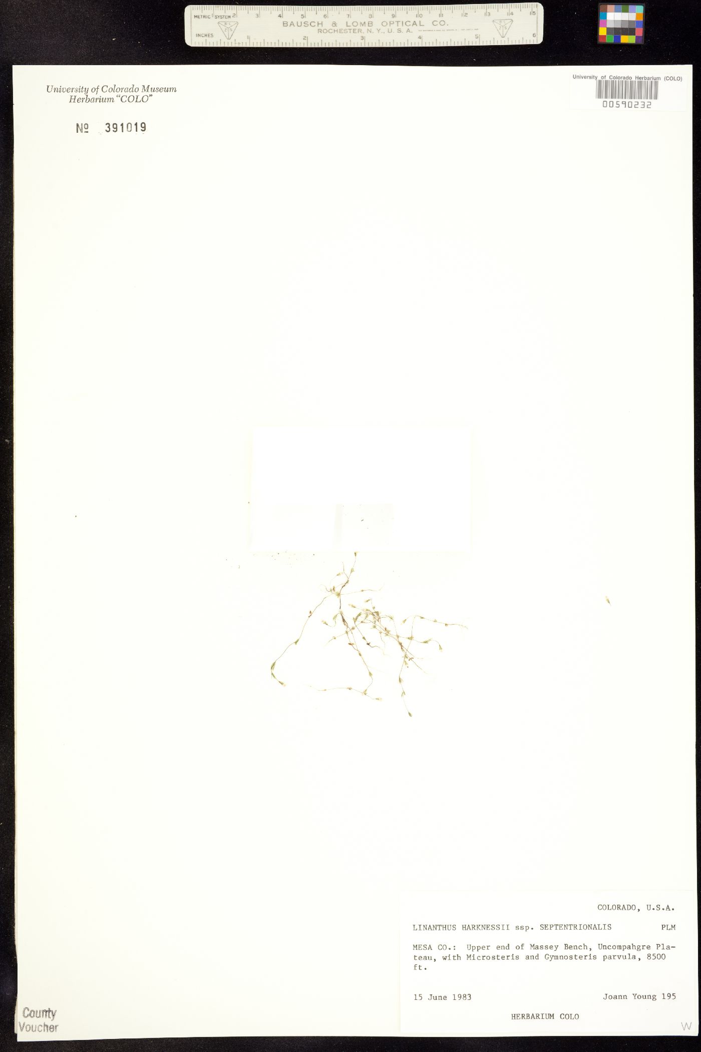 Linanthus septentrionalis image