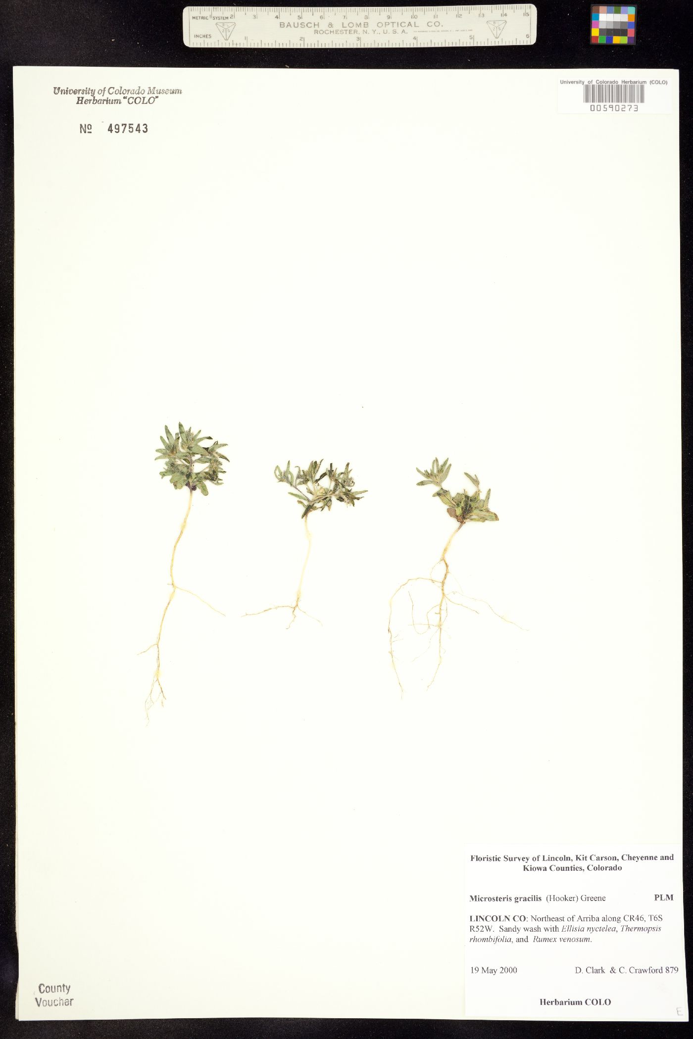 Microsteris gracilis var. humilior image